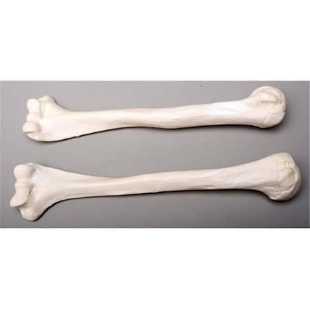 Skeletons And More Skeletons and More SM374DR Right Humerus Bone SM374DR
